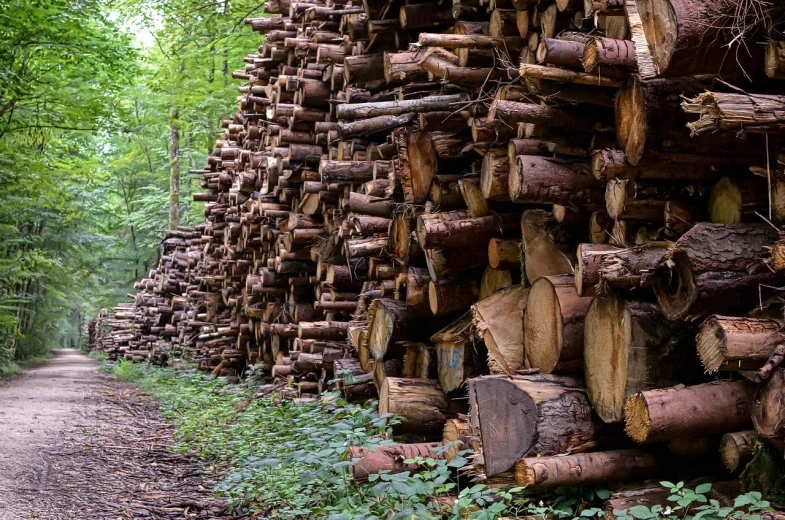 a pile of logs sitting on the side of a road, a stock photo, by Thomas Häfner, shutterstock, (((((((((an overgrown forest, wall wood fortress, 2 4 mm iso 8 0 0, portrait image