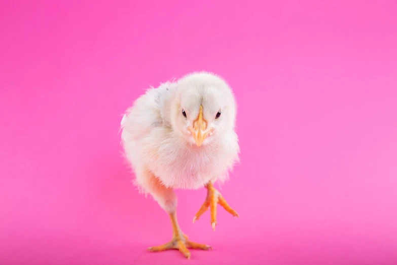 a small chicken standing on a pink surface, a stock photo, close up portrait photo, fully posable, fierce expression, pallid skin