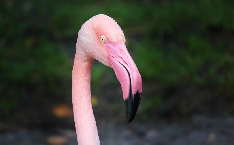 a close up of a pink flamingo's head, a photo, 300 dpi, outdoor photo