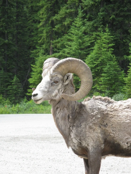 a ram standing on the side of a road next to a forest, whistler, beautiful face!, 6 4 0