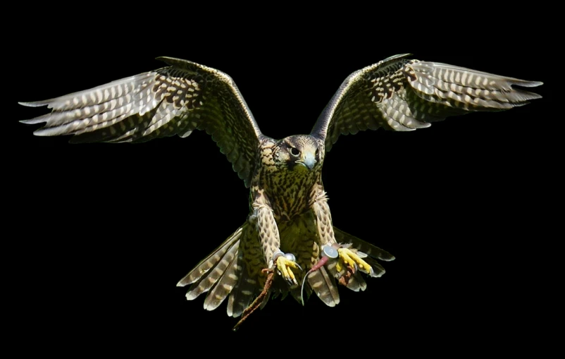 a bird that is flying in the air, a portrait, by Juergen von Huendeberg, pexels, hurufiyya, falcon bms, reptile, brood spreading, museum quality photo