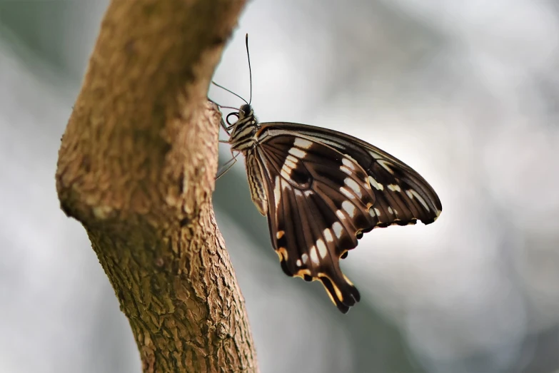 a close up of a butterfly on a tree branch, by Dietmar Damerau, flickr, sumatraism, reaching for the sky, gentle shadowing, swallowtail butterflies, dark and white