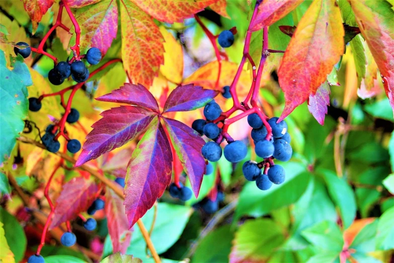 a close up of a bunch of berries on a tree, a photo, by Maksimilijan Vanka, photorealism, multicolored weed leaves, rich blue colors, full of colour 8-w 1024, autumn leaves background