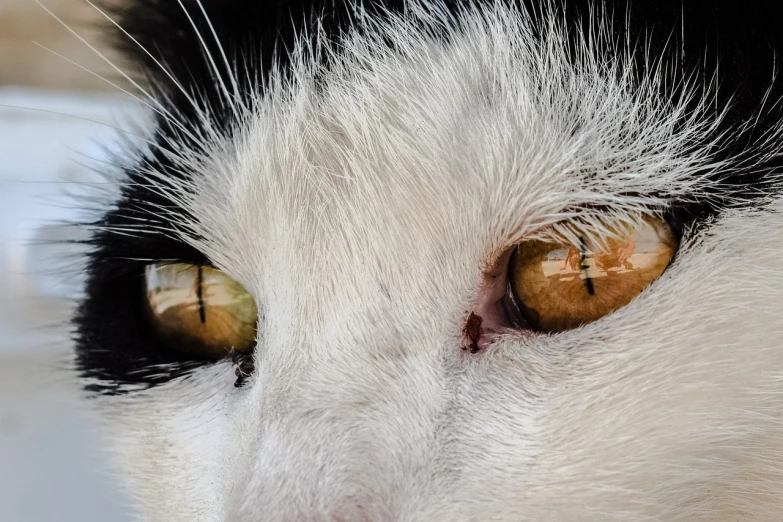 a close up of a black and white cat's eyes, a macro photograph, photorealism, brown eyes and white skin, worms eye view, shot on iphone 1 3 pro max, portrait of a white cat