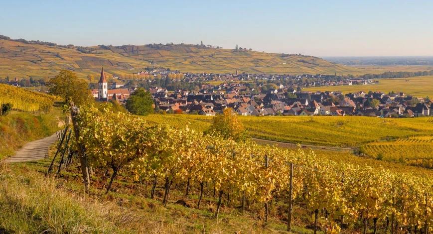 a view of a town from the top of a hill, a picture, by Thomas Häfner, shutterstock, an idyllic vineyard, autumn, pur champagne damery, 2 4 mm wide angle