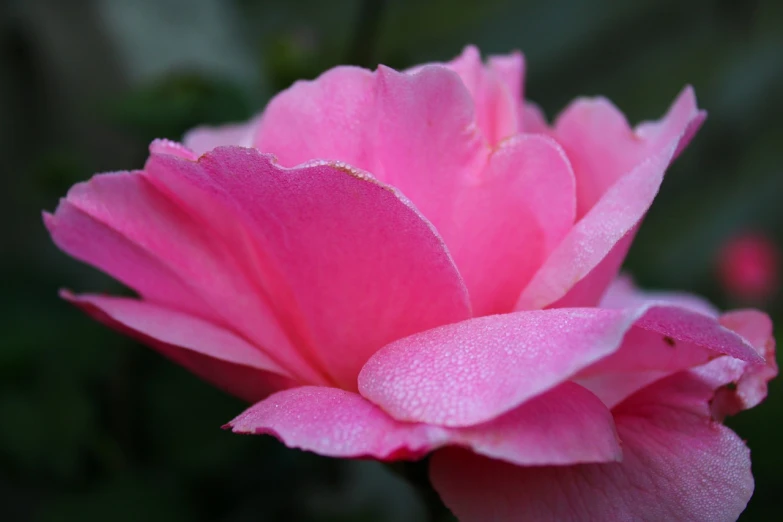 a close up of a pink flower on a plant, by Rhea Carmi, flickr, rose petals, close - up profile, pink mist, photo of a rose