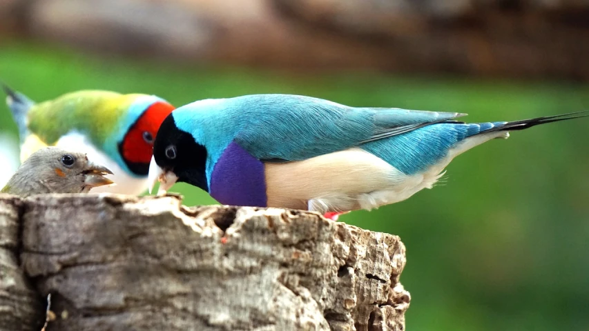 a couple of birds standing on top of a tree stump, a portrait, trending on pixabay, cloisonnism, colorful plumage, photograph credit: ap, medium closeup shot, a beautiful mine