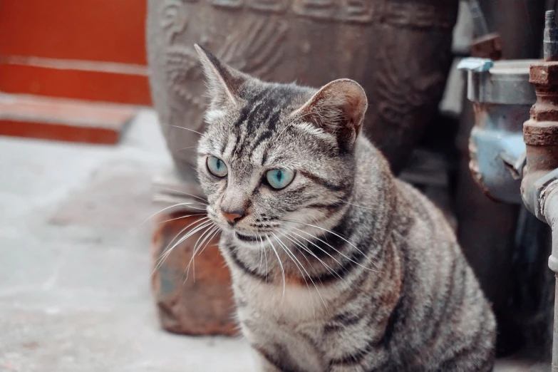 a cat sitting on the ground next to a potted plant, shutterstock, photorealism, somber turquoise eyes, looking to the side off camera, closeup portrait shot, armored cat