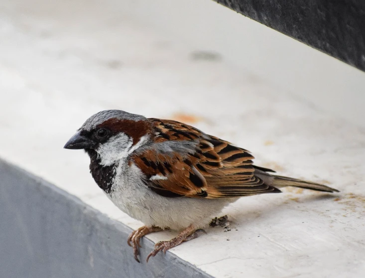 a small brown and black bird sitting on a ledge, a portrait, arabesque, sparrows, portrait image, corners, on a street