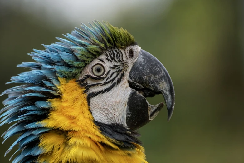 a close up of a parrot's head with a blurry background, inspired by Charles Bird King, yellow and blue, natural geographic photography, fluffy neck, looking off to the side