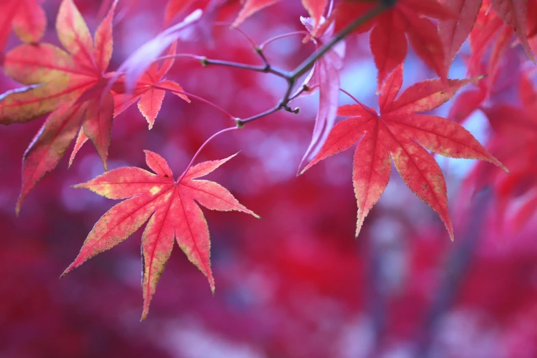 a close up of some red leaves on a tree, a photo, by Torii Kiyomoto, shutterstock, fine art, in red background, some red and purple and yellow, stock photo