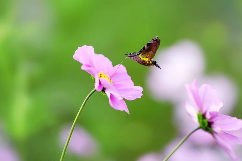 a butterfly sitting on top of a pink flower, a picture, by Shen Che-Tsai, shutterstock, flying around the bird, miniature cosmos, 7 0 mm photo, robin