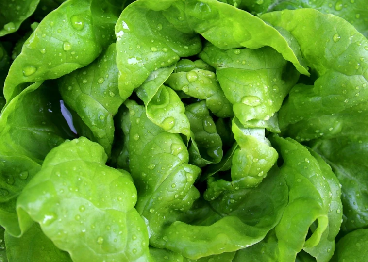 a close up of a bunch of lettuce with water droplets, high quality product image”