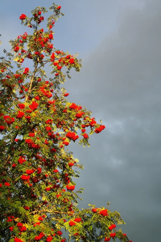 a tree with red flowers against a cloudy sky, a photo, fruit and flowers, in a thunderstorm, red and orange colored, small red roses