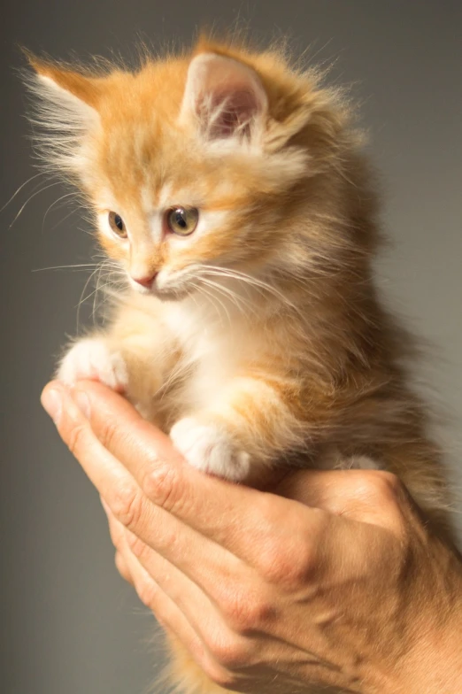 a close up of a person holding a kitten, a stock photo, by Brian Thomas, shutterstock, furry art, in the spotlight, orange fluffy belly, perfect hand, 2070