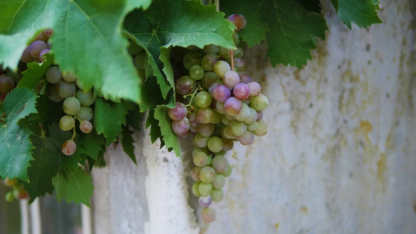 a bunch of grapes hanging from a vine, a picture, by François Girardon, flickr, pink white and green, droplets on the walls, greece, grain”