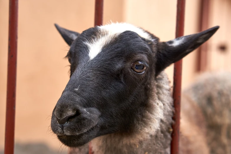 a close up of a sheep behind a fence, a portrait, by Robert Brackman, flickr, renaissance, black face, quechua!, portrait of a small, version 3