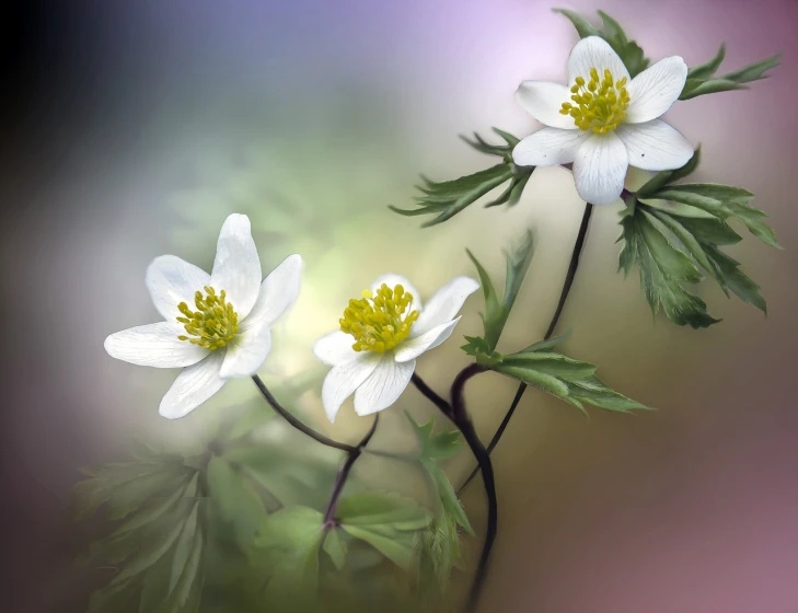 a painting of two white flowers with green leaves, a macro photograph, romanticism, smooth 3d cg render, anemone, magical forest background, high detail product photo