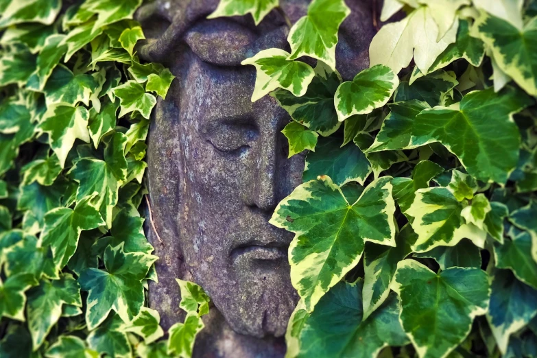 a stone face is surrounded by ivys, inspired by Eleanor Fortescue-Brickdale, pexels, vine covered, jesus, photo taken with canon 5d, serene