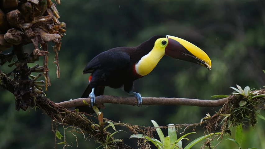 a black and yellow bird sitting on top of a tree branch, flickr, hurufiyya, toucan, cloud forest, with a very large mouth, black and yellow and red scheme