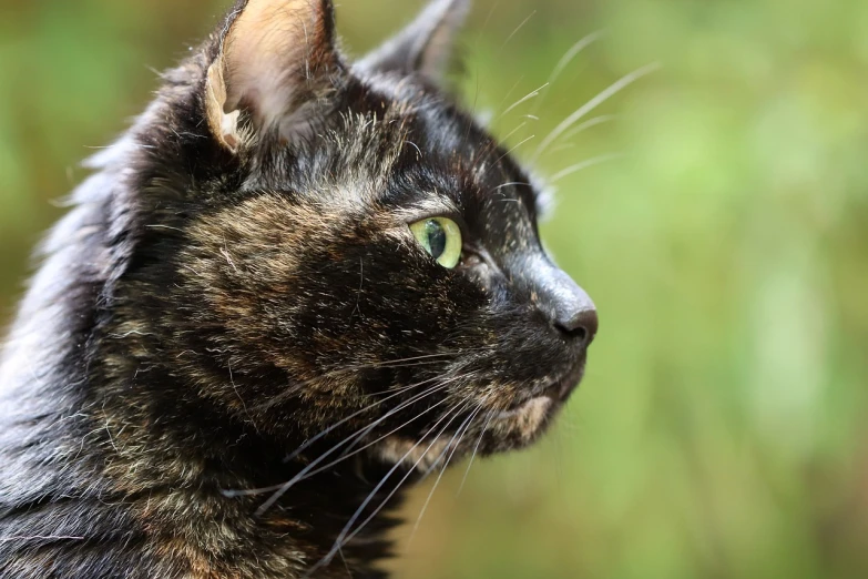 a close up of a cat with green eyes, a portrait, by Linda Sutton, pixabay, side profile cenetered portrait, dof and bokeh, markings on her face, low - angle shot