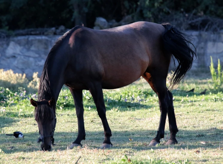 a brown horse standing on top of a grass covered field, figuration libre, wild black hair, having a snack, well shaded, taken in the early 2020s