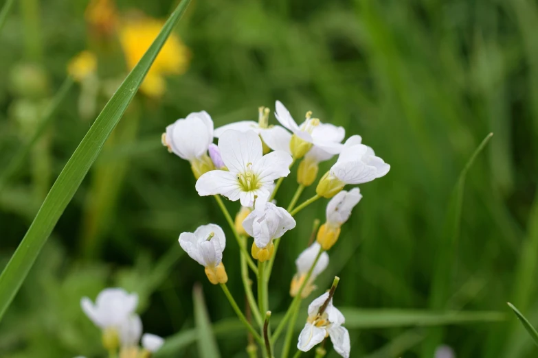 a group of white flowers sitting on top of a lush green field, a macro photograph, flax, arabella mistsplitter, acroteria, with flowers and plants