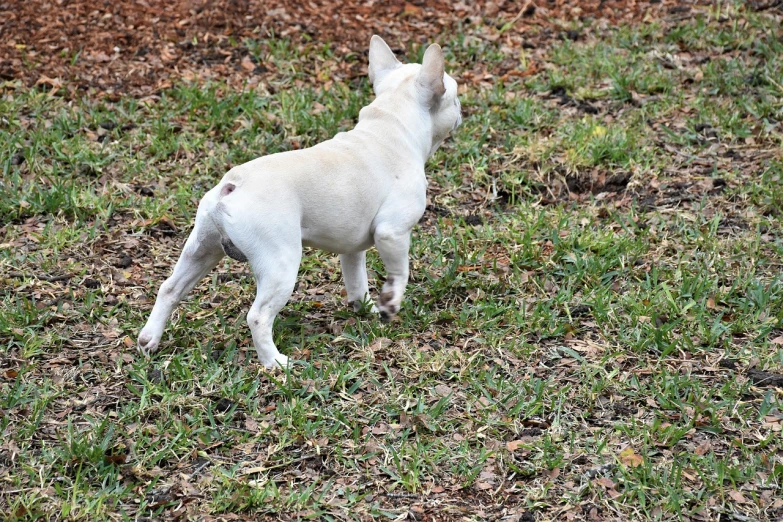 a small white dog standing on top of a lush green field, by Kristin Nelson, flickr, french bulldog, side view of her taking steps, bare bark, walking at the garden