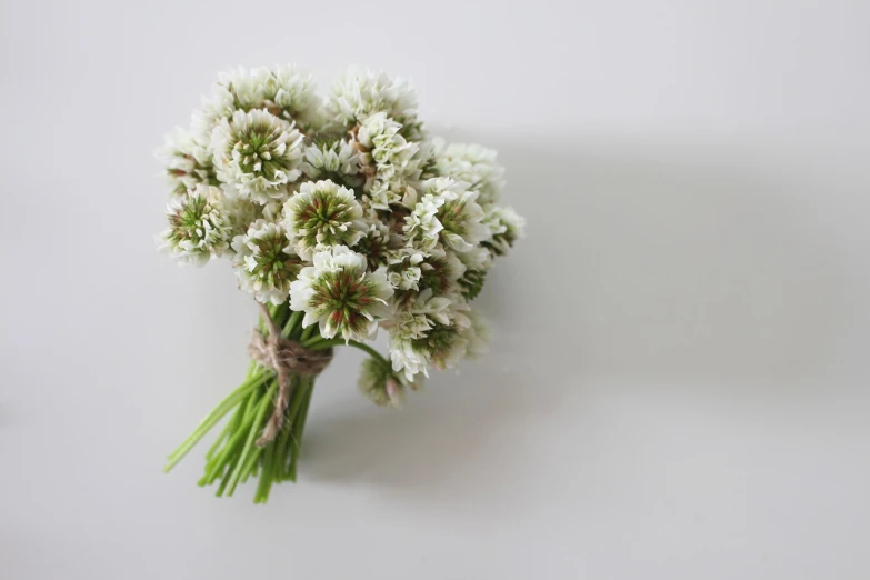 a bunch of white flowers sitting on top of a table, hurufiyya, miniature product photo, dark brown white green colours, clover, 3 4 5 3 1
