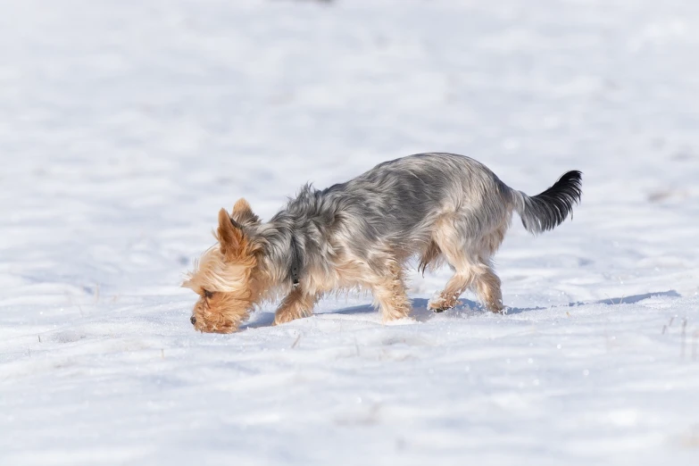 a small dog walking across a snow covered field, by Ivan Grohar, shutterstock, yorkshire terrier, bending over, high res photo, small upturned nose