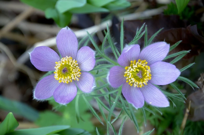 a couple of purple flowers sitting next to each other, by Robert Brackman, flickr, anemones, with yellow flowers around it, smooth tiny details, light purple