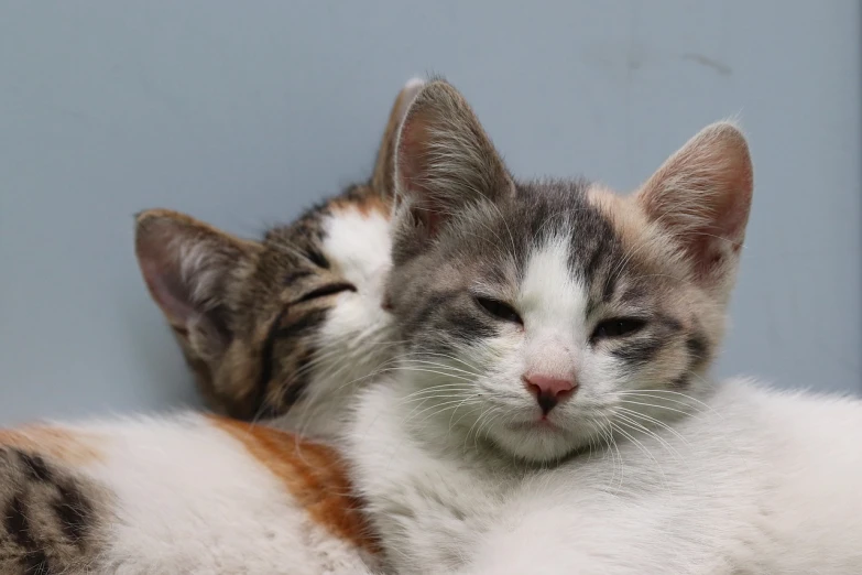 a couple of cats laying next to each other, a picture, by Martina Krupičková, flickr, purism, hugging and cradling, with a pouting smile, calico, cute kitten