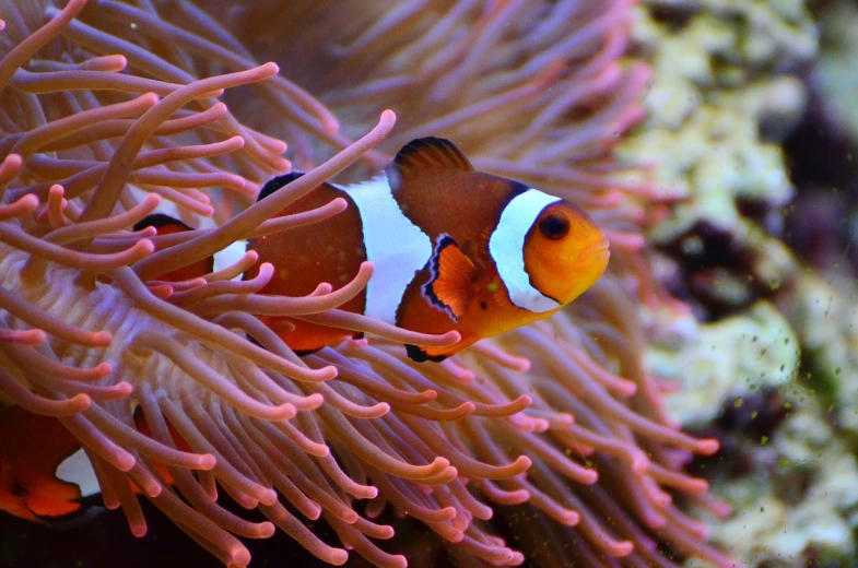 a close up of a clown fish in an anemon, by Robert Brackman, pexels, fine art, pink and orange colors, wallpaper!, 🦩🪐🐞👩🏻🦳, photo of a beautiful