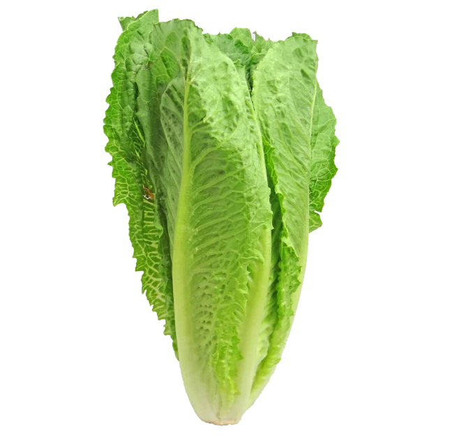 a close up of a leaf of lettuce, a digital rendering, pexels, sōsaku hanga, in front of a black background, riffle, istockphoto, a tall