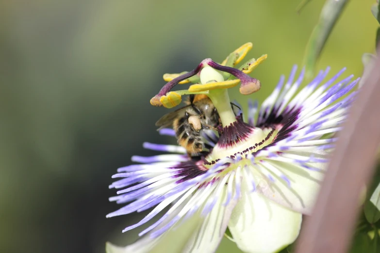 a close up of a flower with a bee on it, a picture, by Robert Brackman, shutterstock, passion fruits, highly detailed picture, stock photo