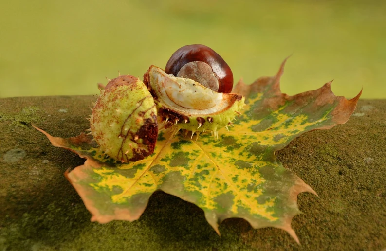 a close up of a piece of fruit on a leaf, a macro photograph, by Jan Rustem, pixabay, photorealism, some oak acorns, snail shell, beginning of autumn, different closeup view