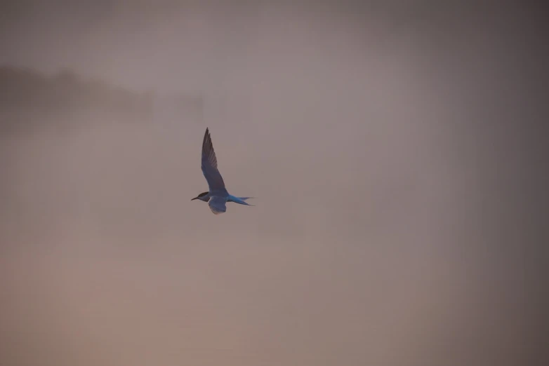 a bird that is flying in the sky, by Eglon van der Neer, flickr, hurufiyya, pale blue fog, on the coast, in a sunset haze, hunting