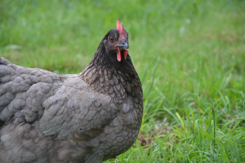 a chicken that is standing in the grass, shutterstock, renaissance, grey skinned, portrait 4 / 3, mid 2 0's female, portrait of a big