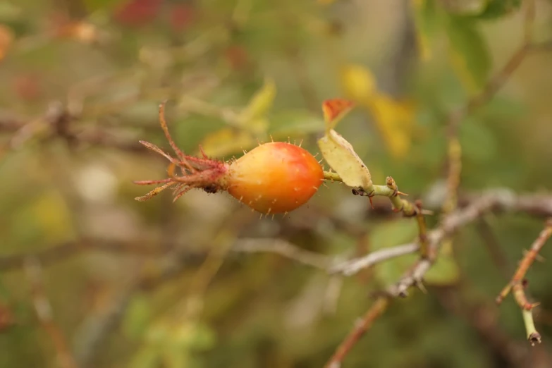 a close up of a fruit on a tree branch, a macro photograph, rasquache, rose thorn crown, close-up product photo, in autumn, wide shot photo