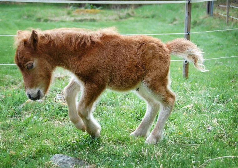 a small brown horse standing on top of a lush green field, by Edward Corbett, flickr, red puppils, running, somewhat bent over, puppy