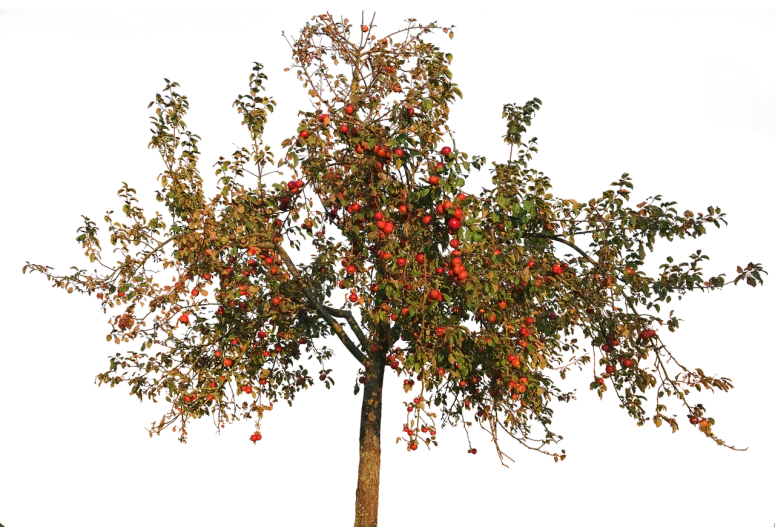a tree with lots of red apples on it, a raytraced image, polycount, point cloud, photo taken at night, hyperdetailed twigs and plants, photorealistic - h 6 4 0