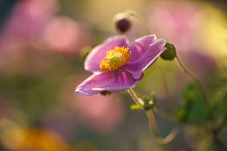 a close up of a flower with a blurry background, romanticism, anemone, pink golden hour, highly detailed composition, bokeh photo