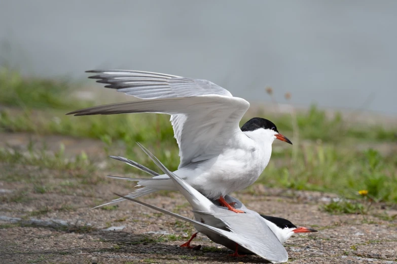 a bird that is sitting on the ground, by Hans Schwarz, shutterstock, arabesque, animals mating, white red, ray, arms extended