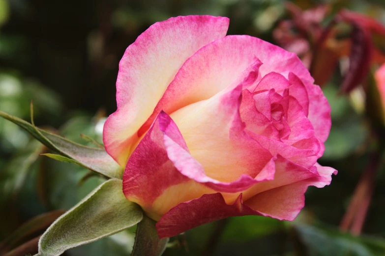 a close up of a pink and yellow rose, brown and pink color scheme, avante garde, caroline foster, beautiful flower