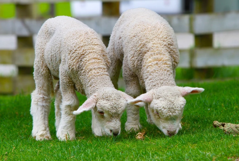 a couple of sheep standing on top of a lush green field, shutterstock, eating, with a white muzzle, highly polished, twins