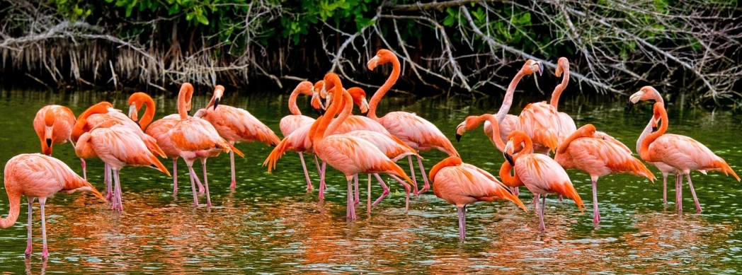 a group of flamingos standing in a body of water, a photo, by Bruce Gilden, fine art, caribbean, vivid and vibrant, group of seven, wesley kimler