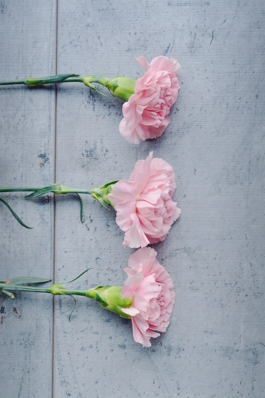 a couple of pink flowers sitting on top of a table, romanticism, in a row, on a gray background, carnation, half - length photo