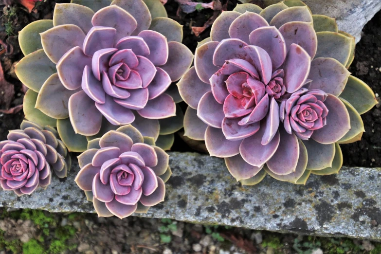 a group of purple flowers sitting on top of a cement planter, by Robert Brackman, detailed beautiful plants, pink rosa, cacti, highly detailed photo