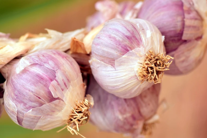 a close up of a bunch of garlic, a macro photograph, by Rhea Carmi, shutterstock, hurufiyya, flowering buds, stock photo