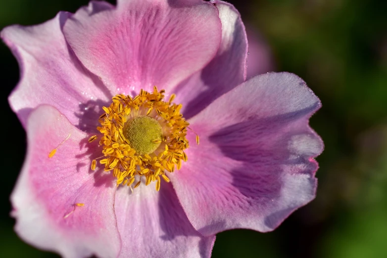 a close up of a pink flower with yellow stamen, by Robert Brackman, poppy, sun drenched, huge rose flower head, anemones